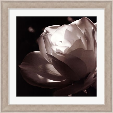 Framed White Rose II Print