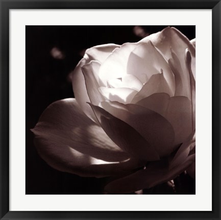 Framed White Rose II Print