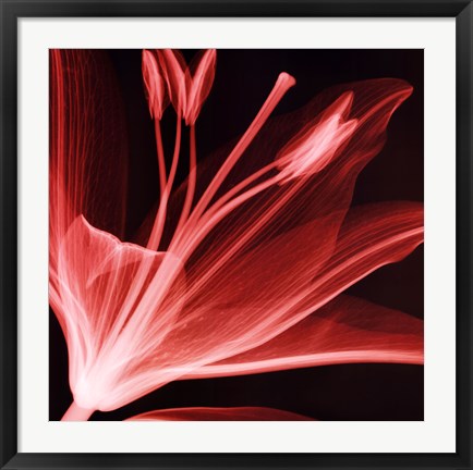 Framed Lilium Radiance Print