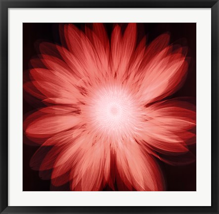 Framed Radiant Gerbera Print