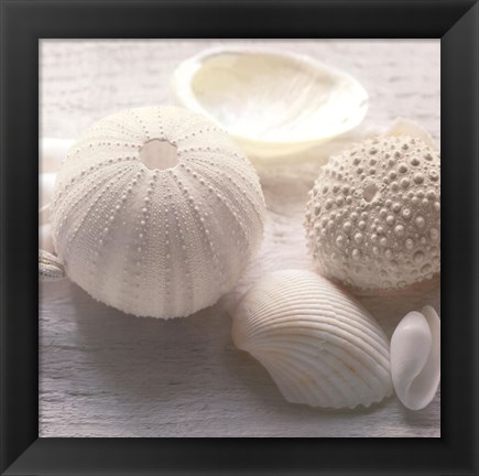 Framed Driftwood Shells IV Print