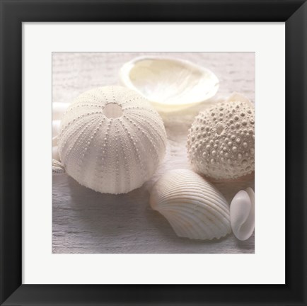 Framed Driftwood Shells IV Print