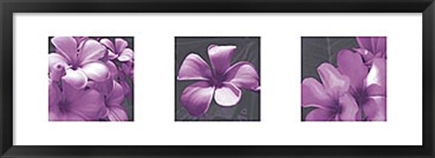 Framed Plumeria Print