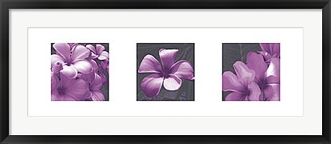 Framed Plumeria Print