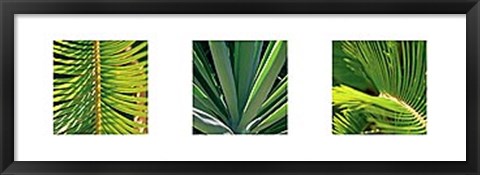 Framed Botanical Triptych II Print