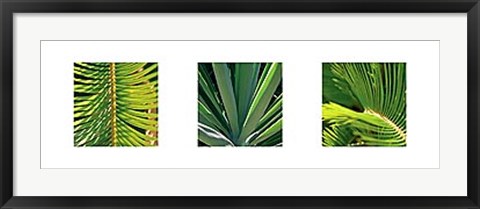 Framed Botanical Triptych II Print