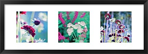 Framed Summer Border Triptych Print