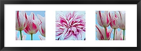 Framed Fresh Blooms Triptych Print