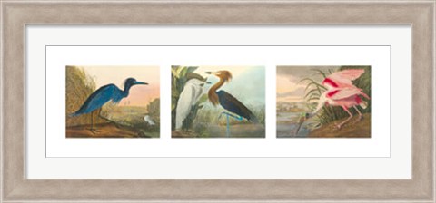 Framed Birds of America Print