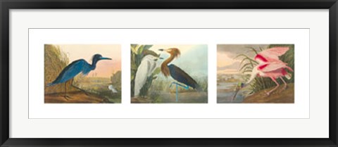 Framed Birds of America Print