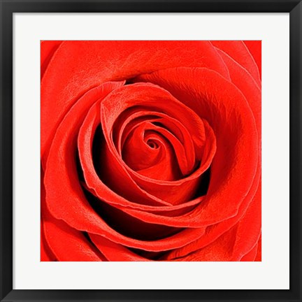 Framed Scarlet Rose Print