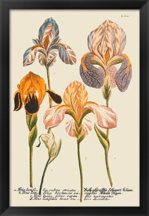 Framed Iris Resplendant I Print