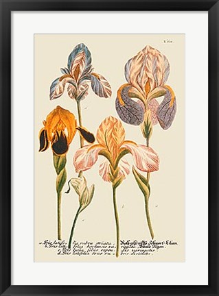 Framed Iris Resplendant I Print