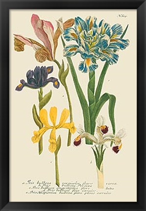 Framed Iris Resplendant II Print