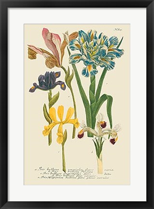 Framed Iris Resplendant II Print