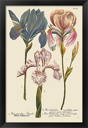 Framed Iris Resplendant III Print