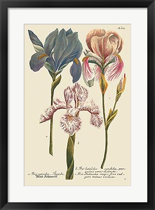 Framed Iris Resplendant III Print