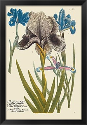 Framed Iris Resplendant IV Print