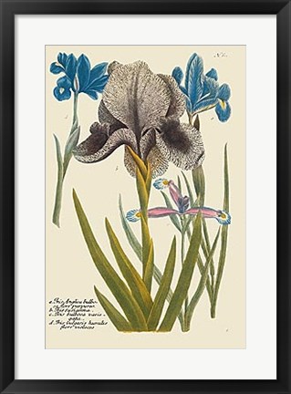 Framed Iris Resplendant IV Print