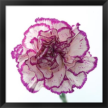 Framed Carnation Creation I Print