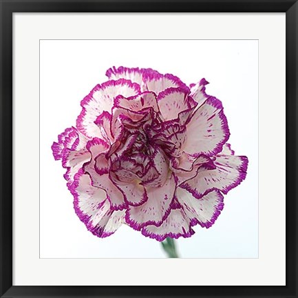 Framed Carnation Creation I Print