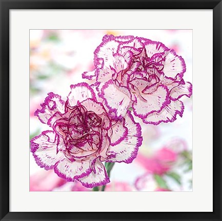 Framed Carnation Creation II Print