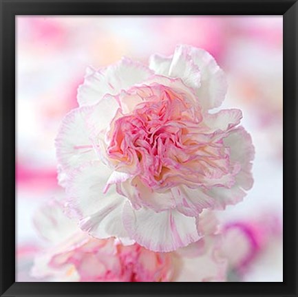 Framed Carnation Creation III Print