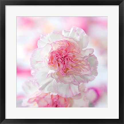 Framed Carnation Creation III Print