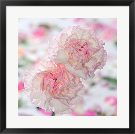 Framed Carnation Creation IV Print