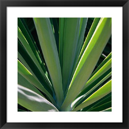 Framed Botanicals VIII Print