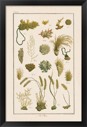 Framed Sea Plants I Print