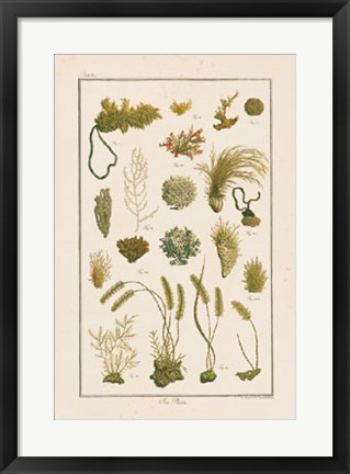 Framed Sea Plants I Print