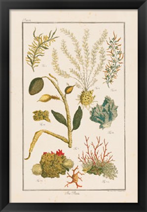 Framed Sea Plants II Print