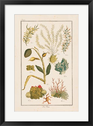 Framed Sea Plants II Print