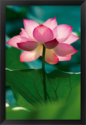 Framed Lotus In Radiance Print