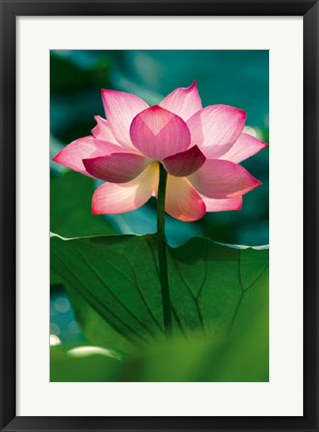 Framed Lotus In Radiance Print