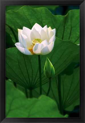 Framed White Lotus Print