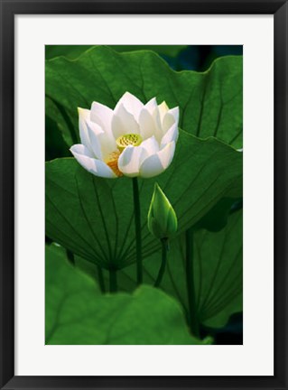 Framed White Lotus Print