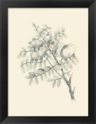 Framed Chicken Stone Tree Print