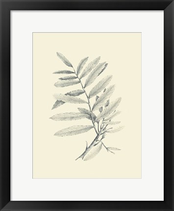 Framed Zinzeber Ginger Print