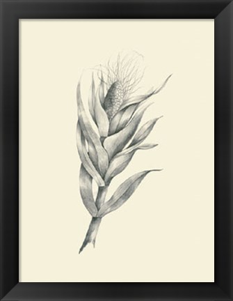 Framed Indian Corn Print