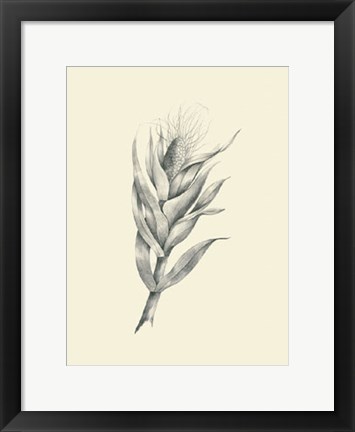 Framed Indian Corn Print