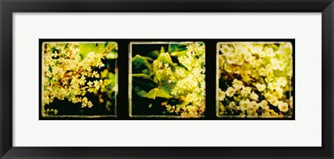 Framed Vintage Capture IV Print