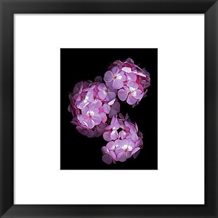 Framed Botanical Harmonies II Print