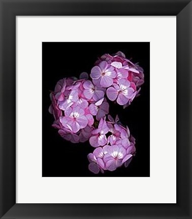 Framed Botanical Harmonies II Print