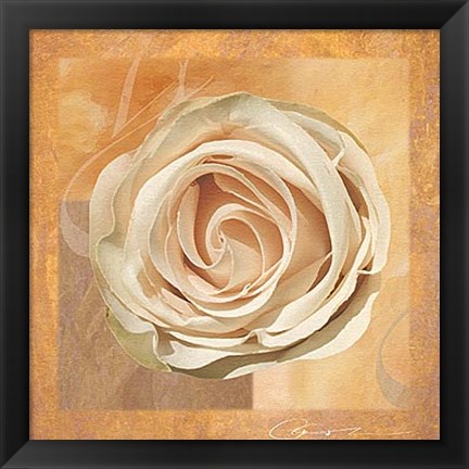 Framed Warm Rose II Print