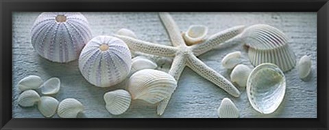 Framed Driftwood Shells I Print