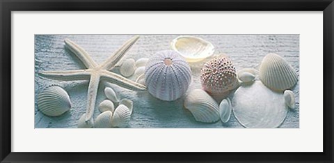 Framed Driftwood Shells II Print