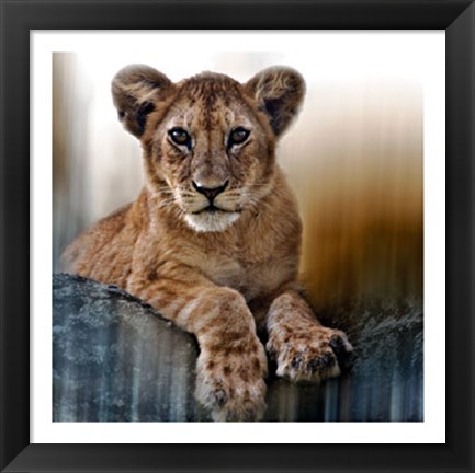 Framed Cub Print