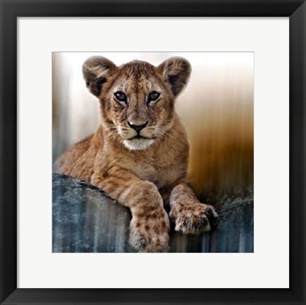 Framed Cub Print